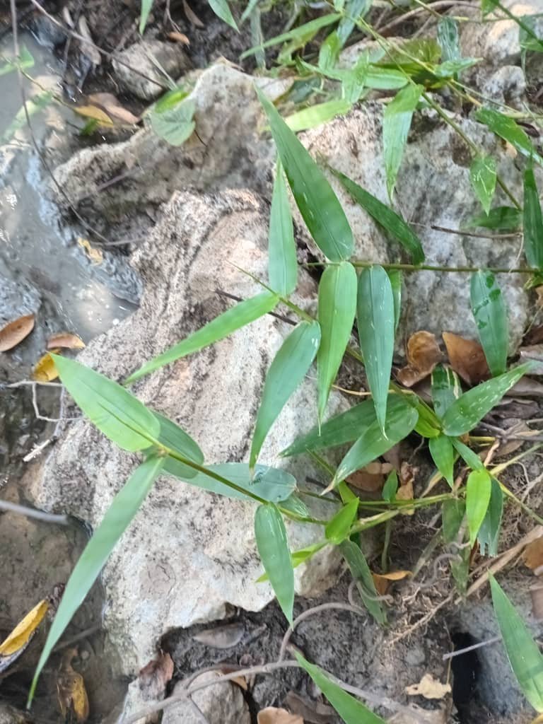 Massive Limestone Deposit Available for Acquisition in Kogi State